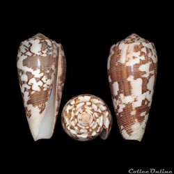 Pionoconus striatus striatus (Linné, 1758)