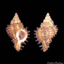 Muricidae - Hexaplex angularis (Lamarck, 1822)