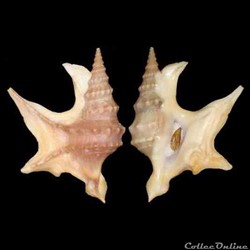 Aporrhaidae - Aporrhais pespelecani (Linné, 1758)