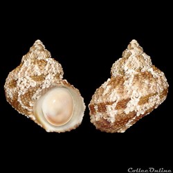 Turbinidae - Turbo castanea (Gmelin, 1791)