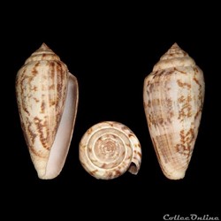 Floraconus anemone (Lamarck, 1810)