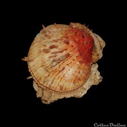Spondylidae - Spondylus tenuis (Schreibers, 1793)