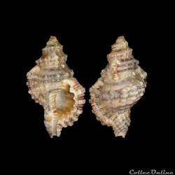 Cymatiidae - Monoplex nicobaricus (Röding, 1798)
