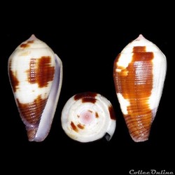 Leporiconus coffeae (Gmelin, 1791)