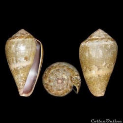 Lautoconus (Lautoconus) ventricosus (Gmelin, 1791)