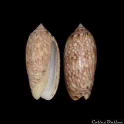 Olividae - Americoliva reticularis (Lamarck, 1811)