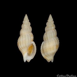 Nassariidae Photinae - Antillophos elegans (Guppy, 1866)
