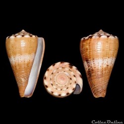 Lividoconus biliosus (Röding, 1798)