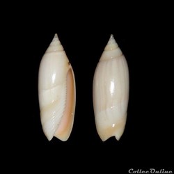Olividae - Agaronia acuminata (Lamarck, 1811)