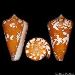 Darioconus thailandis (da Motta, 1978)