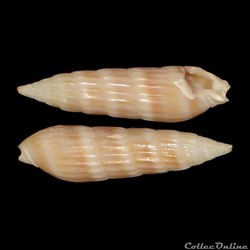 Terebridae - Hastula hastata (Gmelin, 1791)