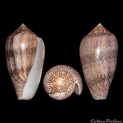 Cylinder cholmondeleyi (Melvill, 1900)