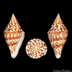 Turriconus (Turriconus) praecellens (Adams, 1855)