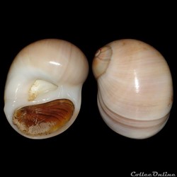 Naticidae - Polinices hepaticus (Röding, 1798)