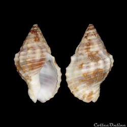Pisaniidae - Gemophos auritulus (Link, 1807)