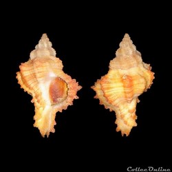 Muricidae - Hexaplex angularis (Lamarck, 1822)