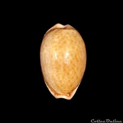 Cypraeidae - Naria spurca verdensium (Melvill, 1888)