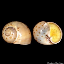 Naticidae - Euspira grossularia (Marche-Marchad, 1957)