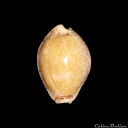 Cypraeidae - Naria acicularis (Gmelin, 1791)