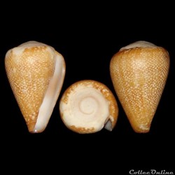 Lautoconus (Africonus) evorai (Monteiro, Fernandes & Rolán, 1995)