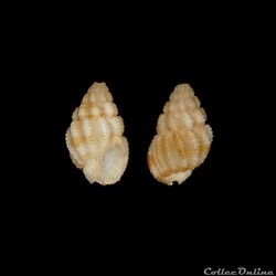 Nassariidae - Phrontis vibex (Say, 1822)
