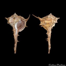 Muricidae - Bolinus cornutus (Linné, 1758)