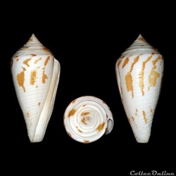 Embrikena pergrandis (Iredale, 1937)