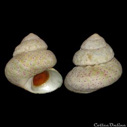 Trochidae - Steromphala divaricata (Linnaeus, 1758)