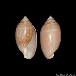 Actenoidae - Acteon tornatilis (Linné, 1758)