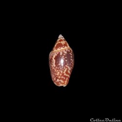 Columbellidae - Nitidella nitida (Lamarck, 1822)