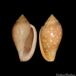 Marginellidae - Marginella sebastiani (Marche & Rosso, 1979)