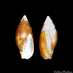 Mitridae - Isara nigra (Gmelin, 1791)