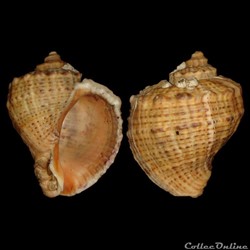Muricidae - Rapana venosa (Valenciennes, 1846)