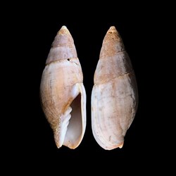 Mitridae - Isara cornea (Lamarck, 1811)