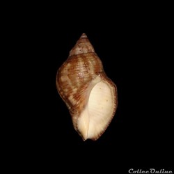 Muricidae - Stramonita canaliculata (Gray, 1839)