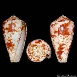 Darioconus corbieri (Blöcher, 1994)
