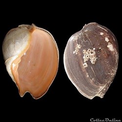 Volutidae - Cymbium pepo (Lightfoot, 1796)