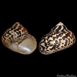 Tegulidae - Cittarium pica (Linné, 1758)