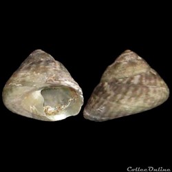 Turbinidae - Tegula excavata (Lamarck, 1822)