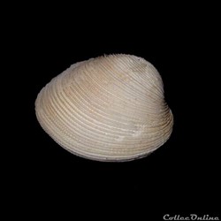 Veneridae - Periglypta listeri (Gray, 1838)
