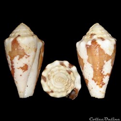 Conidae - Stephanoconus regius (Gmelin, 1791)