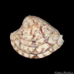Veneridae - Lirophora paphia (Linné, 1758)