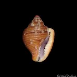 Columbellidae - Columbella mercatoria (Linné, 1758)