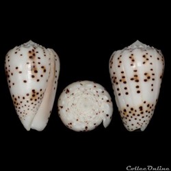 Puncticulis pulicarius (Hwass in Bruguière, 1792)