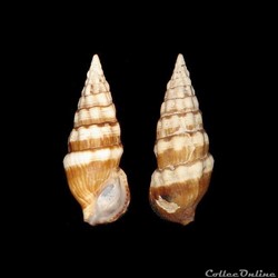 Cerithiidae - Cerithium guinaicum (Philippi, 1849)