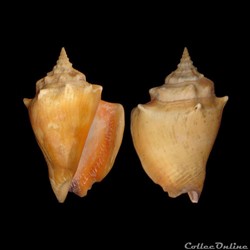 Strombidae - Strombus pugilis (Linné, 1758)