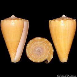 Ductoconus (Ductoconus) apogrammatus (Dall, 1910)