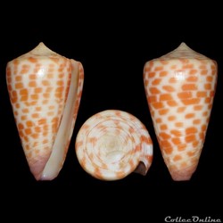 Tesselliconus tessulatus (Born, 1778)
