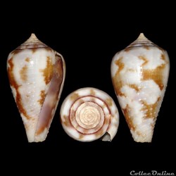 Chelyconus ermineus ermineus (Born, 1778)