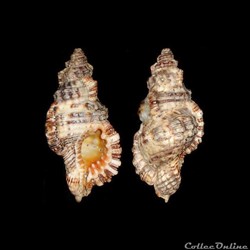 Cymatiidae - Monoplex nicobaricus (Röding, 1798)
